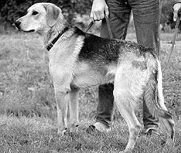 1 Происхождение гончих Гончими называют группу пород охотничьих собак - фото 1