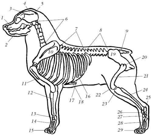 Рис 3 Скелет собаки 1 верхняя челюсть 2 нижняя челюсть 3 череп 4 - фото 4