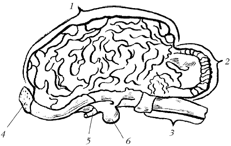 Рис 7 Головной мозг 1 большие полушария 2 мозжечок 3 продолговатый - фото 9