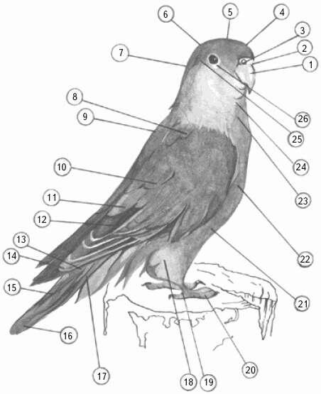 Части тела и оперения попугаянеразлучника 1 клюв 2 восковица 3 - фото 3
