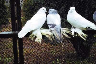Космачи В вольерах можно содержать голубей разных пород Летний волье - фото 102