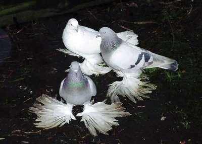 В вольерах можно содержать голубей разных пород Летний вольер Подгот - фото 103