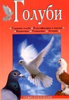 Светлана Бондаренко - Все о голубях