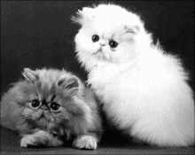 1 Из истории разведения персидских кошек Любимые во всем мире персидские - фото 1