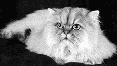 Ну разве я не тигр В 1887 г персидская кошка впервые приняла участие в - фото 2