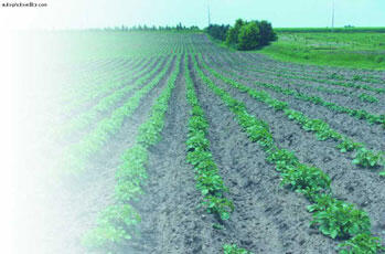 Безрассадный способ выращивания картофеля Подготовка посадочного материала и - фото 9
