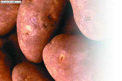 Болезни и вредители картофеля Не все болезни картофеля относятся к - фото 40