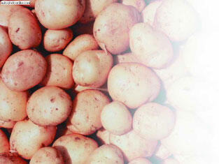 Болезни и вредители картофеля Не все болезни картофеля относятся к - фото 41