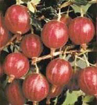 При высоком уровне агротехники с куста можно собрать до 1415 кг ягод В - фото 28