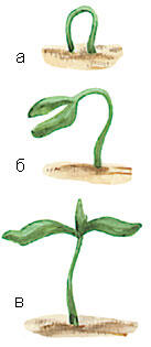 Проклевывание ростка томата а петелька б нераскрывшиеся семядоли в - фото 2