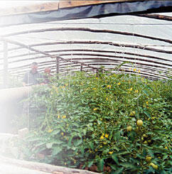 Выход простой надо заранее выращивать рассаду помидоров и шире использовать - фото 4