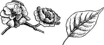 Цветки и листок декоративной сливы Терн растет в диком виде по опушкам для - фото 9