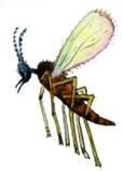 Листовая галлица Меры борьбыЧтобы затруднить вылет комариков в весенний - фото 56