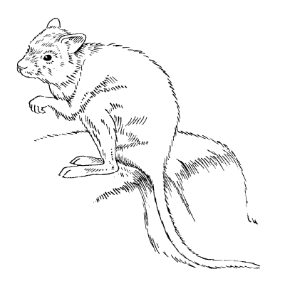 Кенгуровая крыса Однако прародителями домашней крысы являются только два вида - фото 2