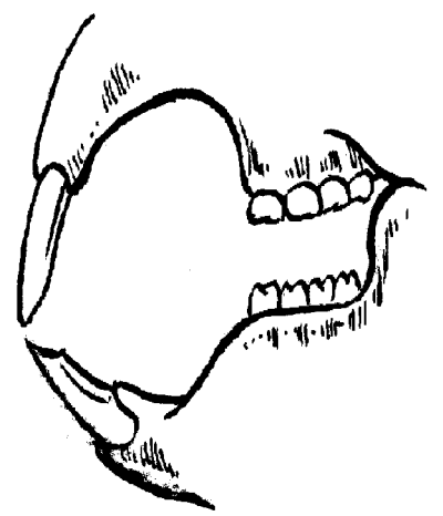 Строение зубов крысы Известно что крысы обладают поистине уникальной - фото 4