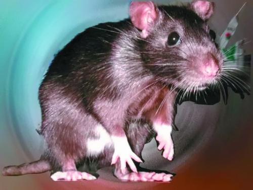 Крысы довольно умные животные Крысы очень любопытны и с удовольствием - фото 82