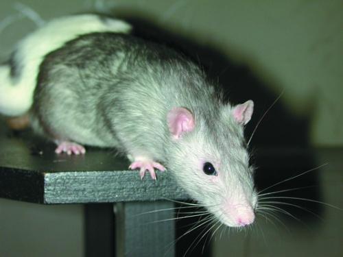 Крысы очень любопытны и с удовольствием исследуют близлежащую территорию - фото 83