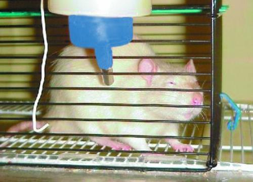 Крыса в зоомагазине Аксессуары для клеток Кенгуровая крыса в естественных - фото 84