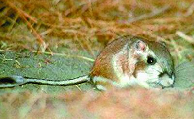 Кенгуровая крыса в естественных условиях обитания Опилочное дно в клетке с - фото 86