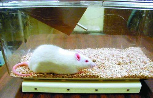Белая крыса считается редким видом Если оставить клетку открытой крыса - фото 88