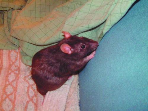 Крыса может заползти на диван или в обувь Кормление крысы Крыса на - фото 91