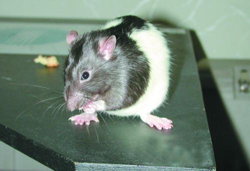 Крыса на кухонном столе Крыса легко поддается дрессировке Крыса - фото 93
