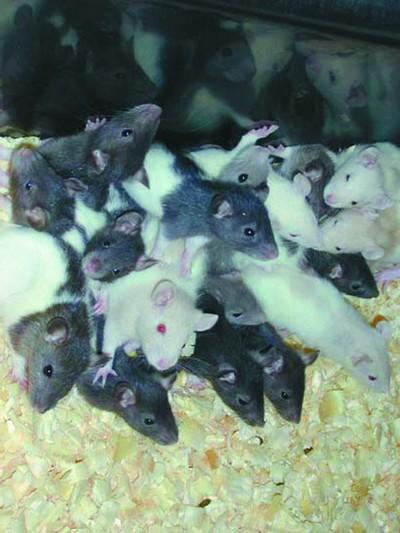 Выводок крысят Тренинг аджилити прохождение туннеля Крыса с маленькими - фото 96
