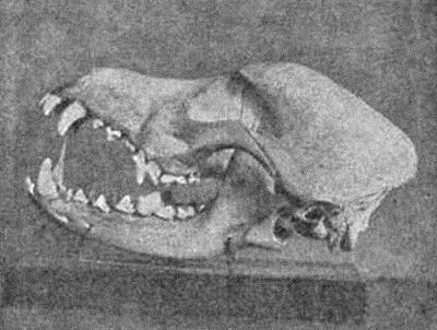 Рис 2 а Череп собаки Левая часть черепа где помещаются зубы называется - фото 3