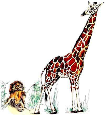 Мне очень нравится ЖИРАФ Высокий рост и кроткий нрав Жирафа он ведь выше - фото 10