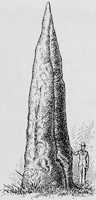 Гнездо австралийского термита Дупло большого пёстрого дятла в разрезе - фото 2