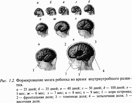 Головной и спинной мозг покрыты тремя оболочками твердой паутинной и мягкой - фото 11