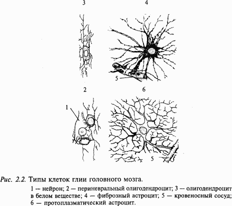 НЕЙРОН Нейрон является главной клеткой центральной нервной системы Формы - фото 14