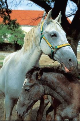 Гордость Словении липицанские лошади в Липице ПОСТОЙНСКАЯ ПЕЩЕРА - фото 12