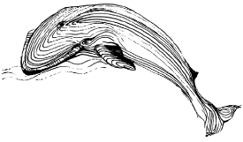 Например у южного кита на коже растут бугорочки похожие на шишечки а у - фото 3