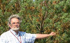 Обнаружены также карликовые деревья возрастом в десятки лет растущие в местах - фото 9