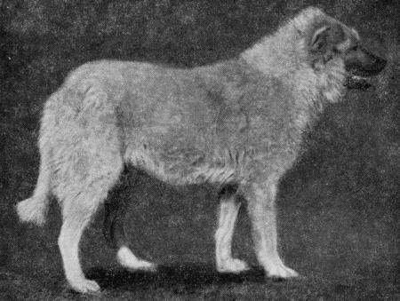 Рис 6 Кавказская овчарка сука Шугара рожд 1944 г происхождение - фото 6