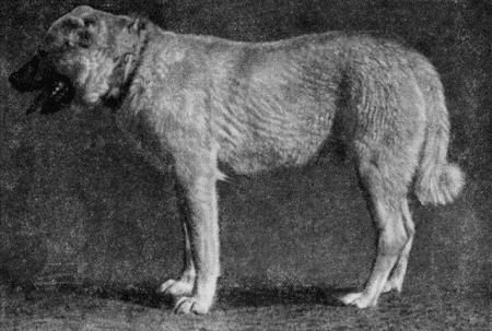 Рис 9 Кавказская овчарка кобель Кабо рожд 1947 г от Муртазы I и Ашханы - фото 9