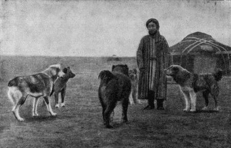 Рис 13 Среднеазиатские овчарки в отаре каракулеводческого совхоза - фото 13