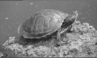 1 Историческая справка Черепахи одни из древнейших животных они появились - фото 1