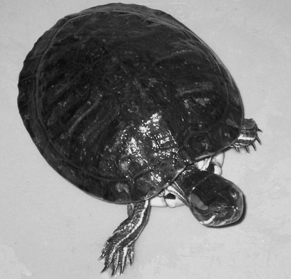 Красноухие черепахи относятся к пресноводным Существует 5 подотрядов черепах - фото 2