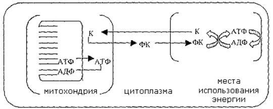 Схема фосфокреативного пути транспорта энергии в кардиомиоцитах Анаэробная - фото 1