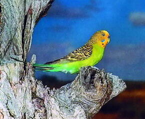 В природных условиях волнистые попугаи живут стаями иногда довольно - фото 2