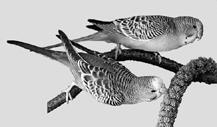 Волнистые попугайчики одни из самых популярных комнатных птиц В начале ХХ - фото 2