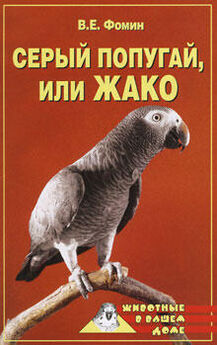 В. Фомин - Серый попугай жако