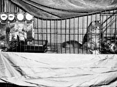 Сибирские кошки являются украшением выставок В настоящее время в России - фото 3