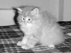 Решив приобрести сибирскую кошку редкого окраса следует заранее записаться в - фото 6