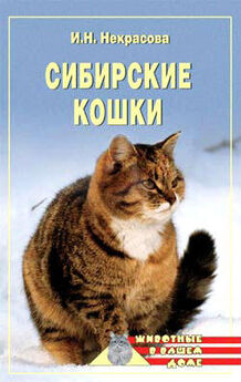 Л. Чиликина - Экзотическая короткошерстная кошка