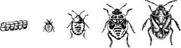 1 2 3 4 5 Рис 2 Цикл развития насекомых с неполным превращением 1 кладка - фото 2