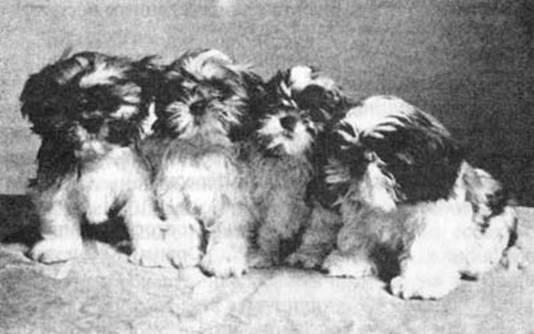 Двенадцатинедельные щенки шицу из питомника Чумулари Шицу приняты к - фото 1