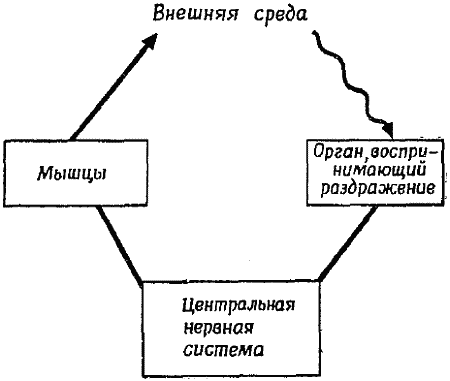 Фиг 1 Схема организации простейшего поведенческого акта животного Органы - фото 2